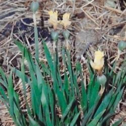 Location: Heathcote Ontario Canada
Date: 2019  summer
Narcissus  sp        seedpods