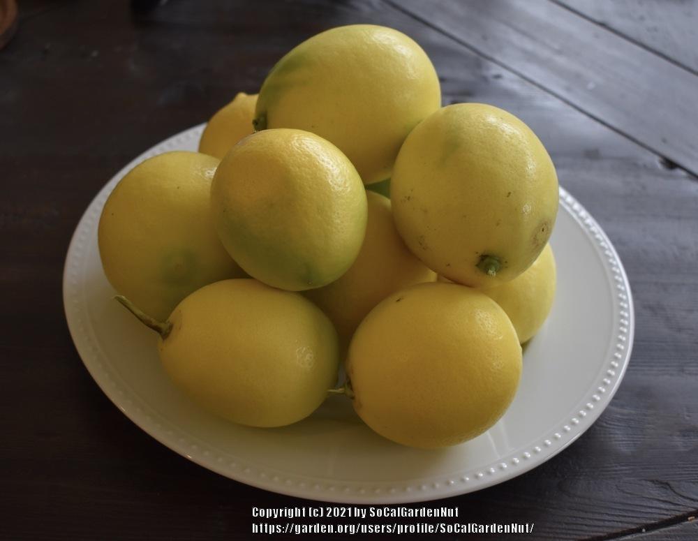 Photo of Lemon (Citrus x limon) uploaded by SoCalGardenNut