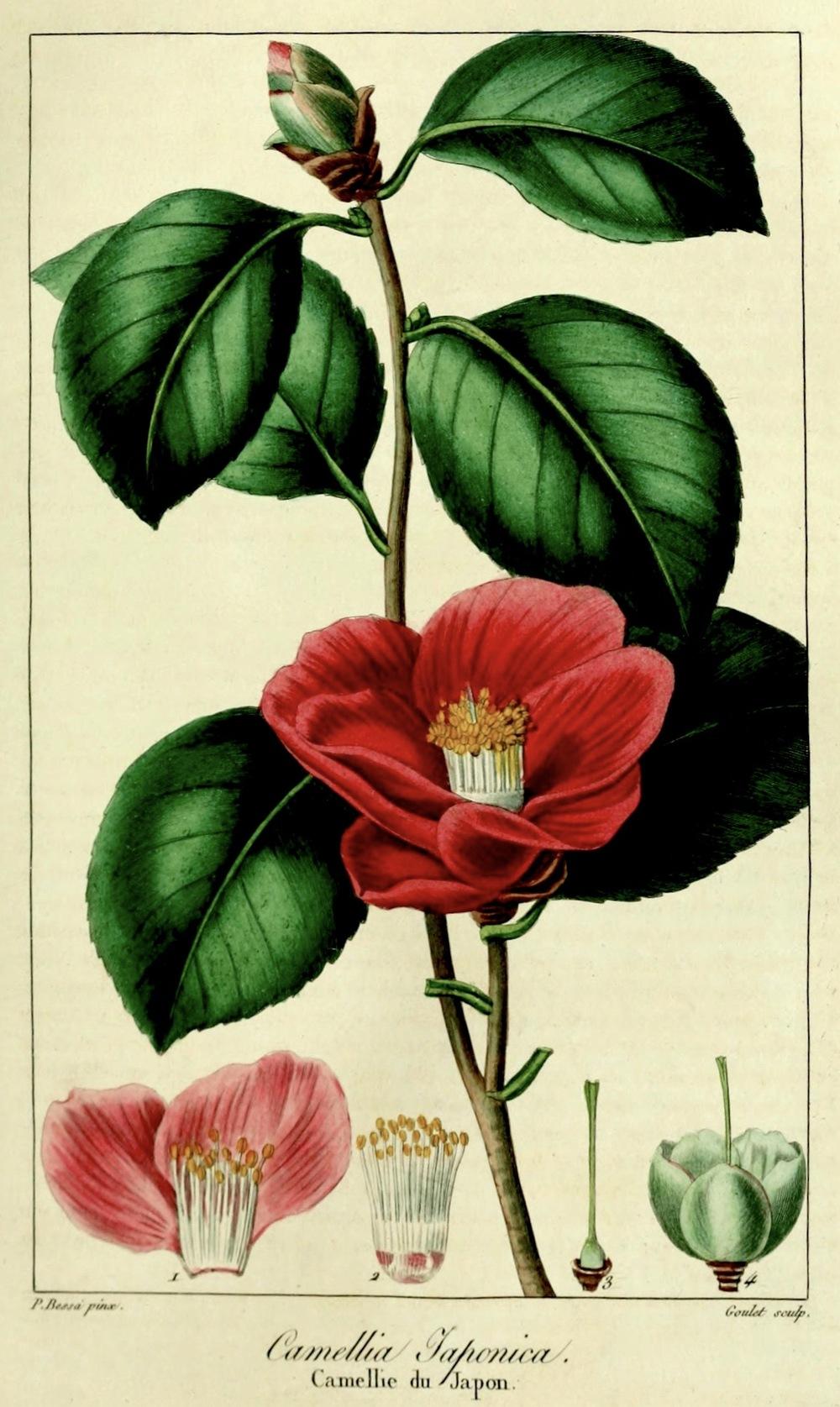 Photo of Japanese Camellia (Camellia japonica) uploaded by scvirginia
