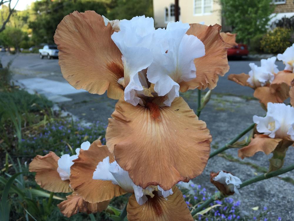 Photo of Tall Bearded Iris (Iris 'Pumpkin Pie ala Mode') uploaded by Neela