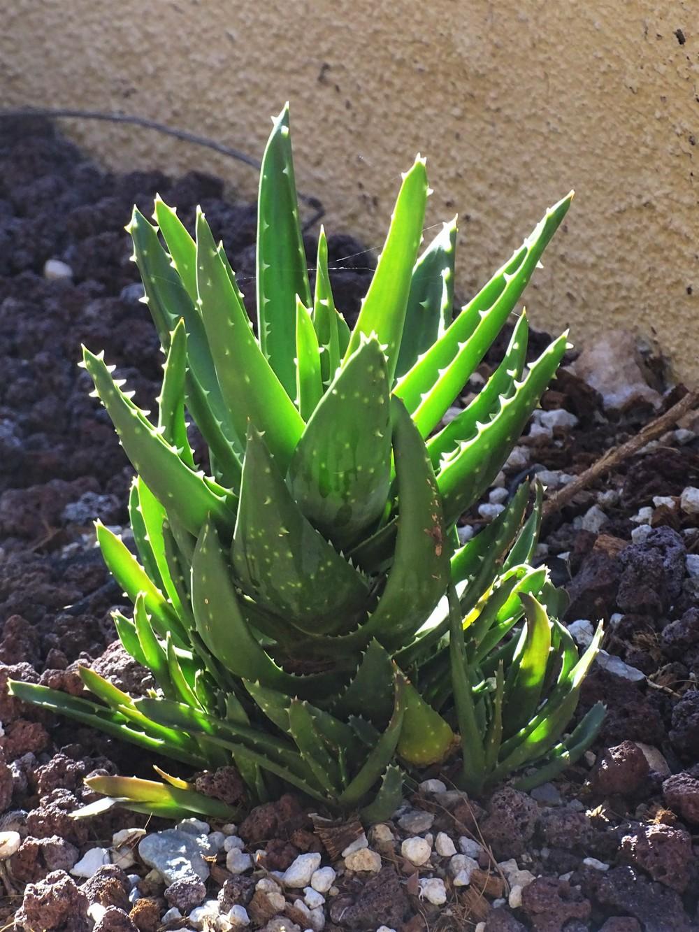 Photo of Aloes (Aloe) uploaded by lasertrimguy