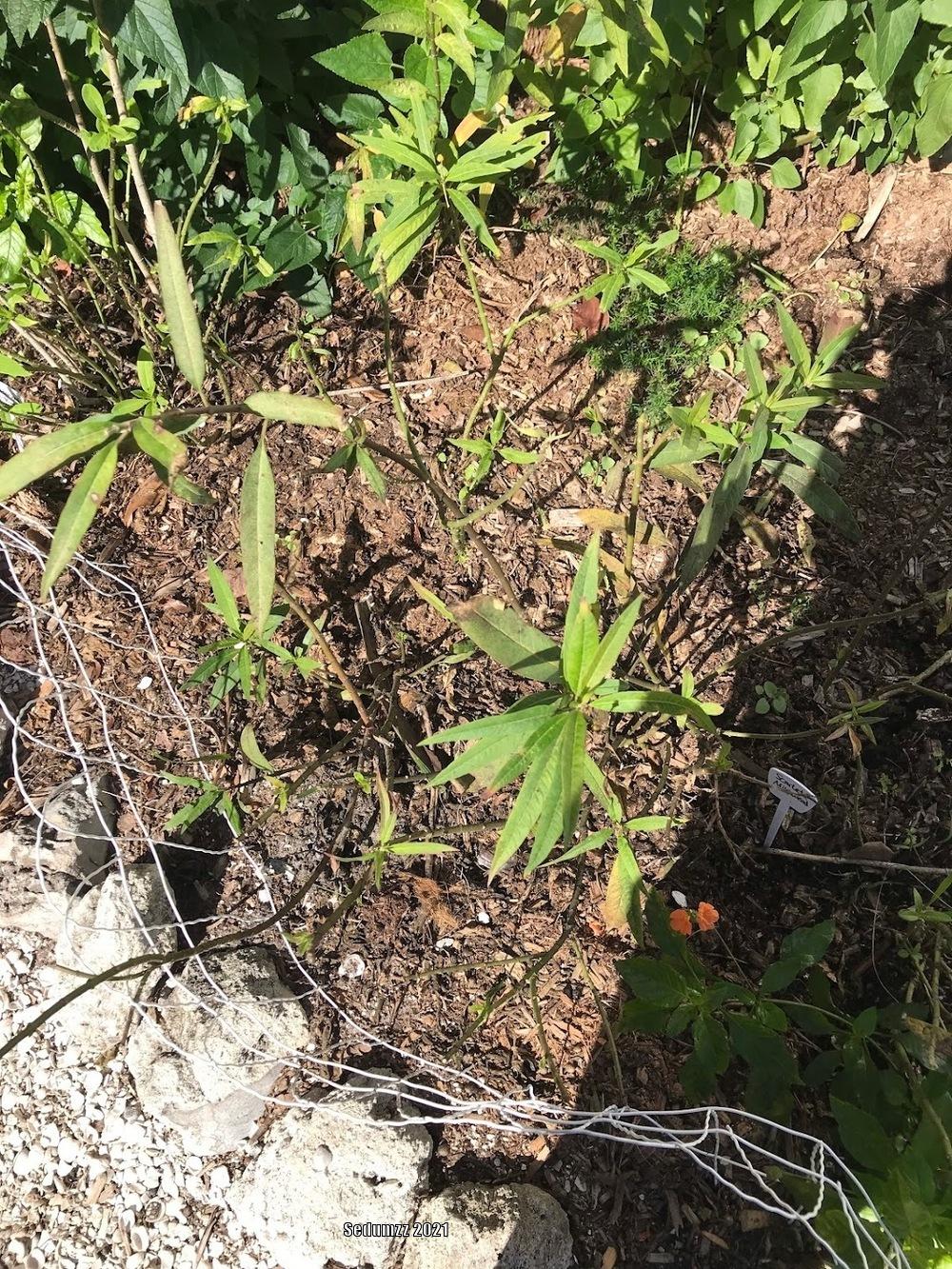 Photo of Tropical Milkweed (Asclepias curassavica) uploaded by sedumzz