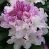 Photo courtesy of Rhododendrons Direct. Used with permission.