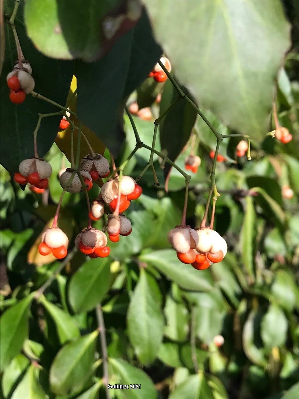 Photo of Spindle (Euonymus) uploaded by sedumzz