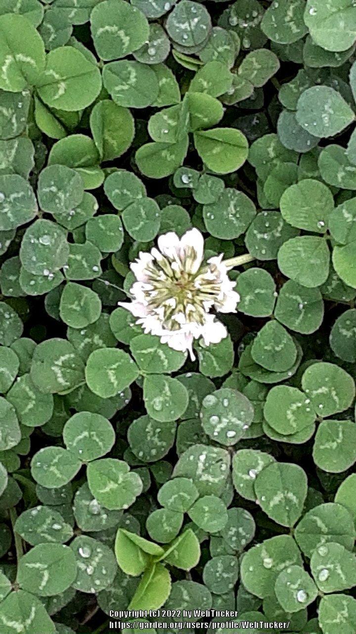 Photo of White Clover (Trifolium repens) uploaded by WebTucker