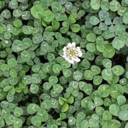 Location: Southern Pines, NC (Boyd House garden)
Date: January 1, 2022
White clover #75; RAB page 590, 98-14-8; LHB page 581, 96-62-1, "