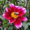 Dahlia 'Bashful' with bumblebee #pollination #insects