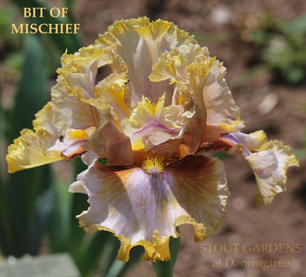 Photo of Tall Bearded Iris (Iris 'Bit of Mischief') uploaded by Joy
