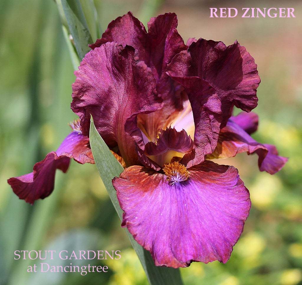 Photo of Intermediate Bearded Iris (Iris 'Red Zinger') uploaded by Joy