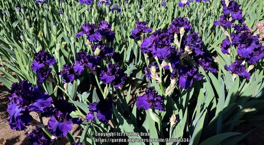 Photo of Tall Bearded Iris (Iris 'Grand Noble') uploaded by ARUBA1334