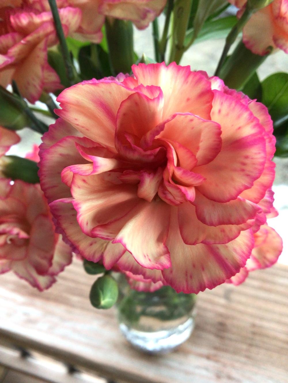 Photo of Dianthus uploaded by Fieldsof_flowers