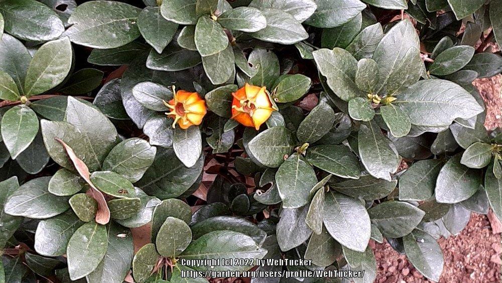 Photo of Gardenia (Gardenia jasminoides) uploaded by WebTucker