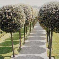 Location: Heathcote Ontario Canada
Date: 1965    July
Wakefield gardens England  wonderful Topiary forms