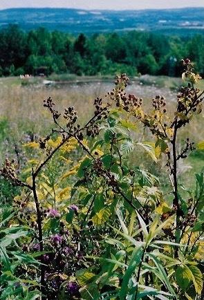 Photo of Wild Blackberry (Rubus cochinchinensis) uploaded by Permastake