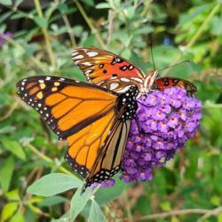 Location: my garden in Dawsonville, GA (zone 7b north Geogia mountains)
Date: 2021-10-11
This bush is a butterfly magnet