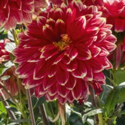 Location: Dahlia Hill, Midland, Michigan
Date: 2019-09-19
A mid-September bloom that more or less conforms to the standard 