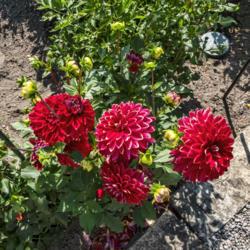 Location: Dahlia Hill, Midland, Michigan
Date: 2019-09-05
Early September blooms.  By this date, most, but not all, blooms 