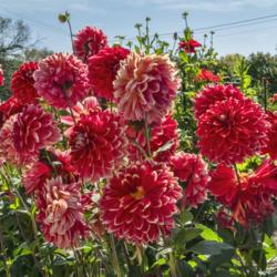Location: Dahlia Hill, Midland, Michigan
Date: 2019-09-19
In mid-September I was seeing a mix of blooms in their prime, and