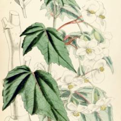 
Date: c. 1855
illustration [as B. natalensis] by W. Fitch from 'Curtis's Botani