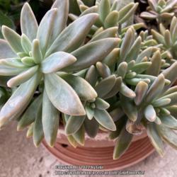 Location: Tampa, Florida
Date: 2022-01-16
I love this succulent. They are best companion plants for my aden