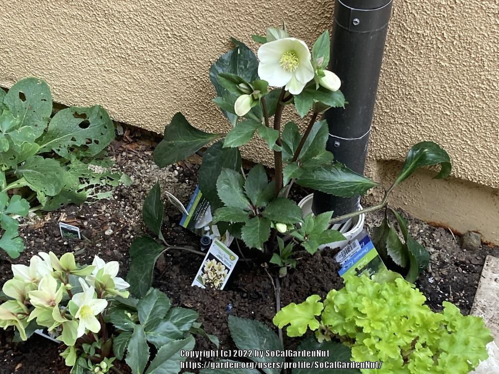 Photo of Lenten Rose (Helleborus Gold Collection® Ice n' Roses Picotee) uploaded by SoCalGardenNut