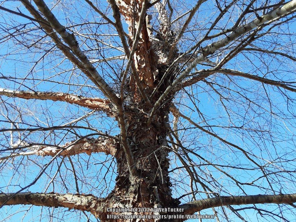 Photo of River Birch (Betula nigra) uploaded by WebTucker