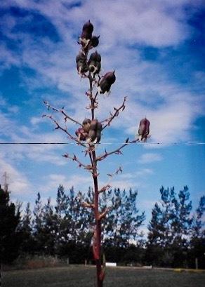 Photo of Adam's Needle (Yucca filamentosa) uploaded by Permastake