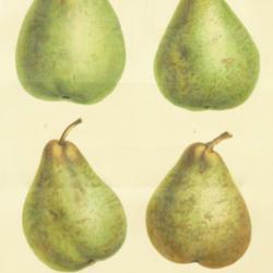 
Date: c. 1848
illustration by Constans of Pears 1 'Double Philippe', 2 'Beurré