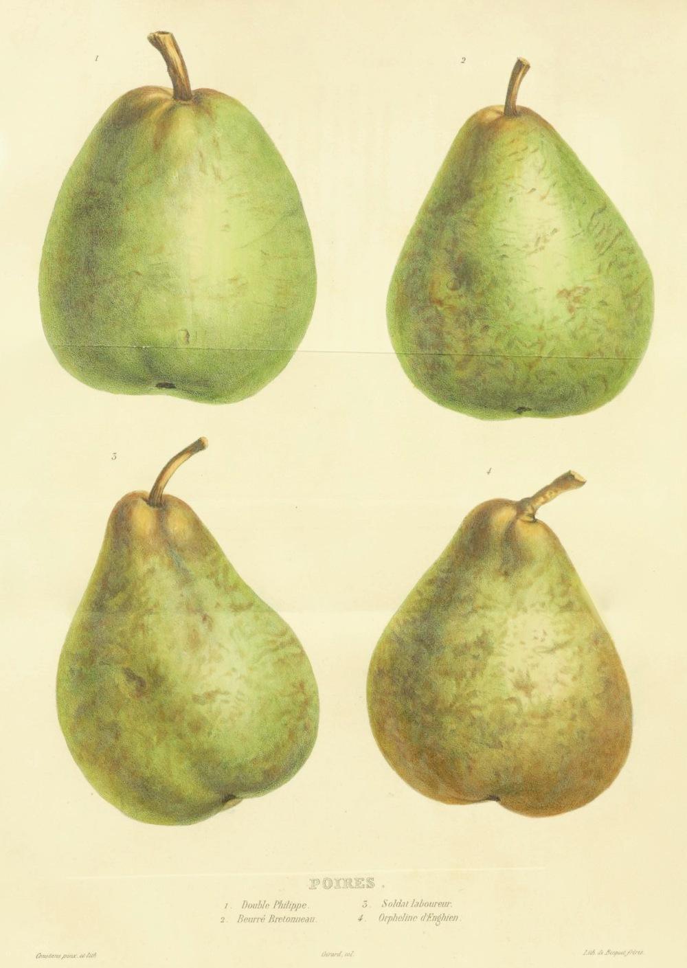 Photo of Pears (Pyrus) uploaded by scvirginia