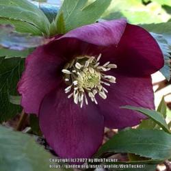 Location: Southern Pines, NC (Boyd House garden)
Date: January 25, 2022
Lenten Rose #20 nn; LHB page 405, 70-16-2, "Classical name Helleb