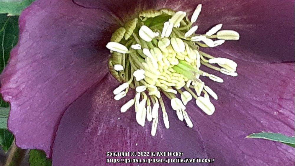 Photo of Lenten Rose (Helleborus orientalis) uploaded by WebTucker