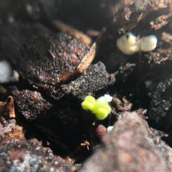 Location: Indoors
Date: Winter(Late Jan. 2022)
Coleus seeds from Jim's Wholiest Coleus have sprouted! Hooray!