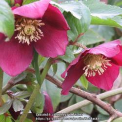 Location: Southern Pines, NC (Boyd House garden)
Date: January 28, 2022
Lenten Rose #20 nn; LHB page 405, 70-16-2, "Classical name Helleb