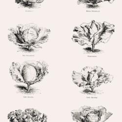
Date: c. 1879
illustration of old Cabbage varieties (part 1) from 'The Garden',