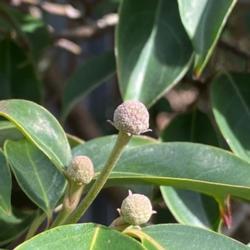 Location: Raulston Arboretum Raleigh NC
Date: 2022-01-25
An evergreen dogwood with plump buds in January
