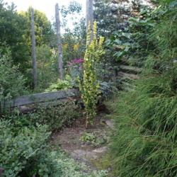 Location: My garden in Ontario, Canada
Date: 2021-08-23
Taller after no deer damage!