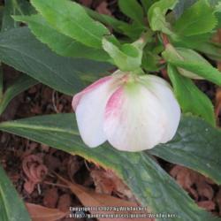 Location: Southern Pines, NC (Boyd House garden)
Date: January 28, 2022
Lenten Rose #20 nn; LHB page 405, 70-16-2, "Classical name Helleb