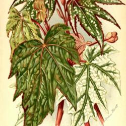 
Date: c. 1899
illustration by Adeline Herbst of hybrids resulting from Begonias
