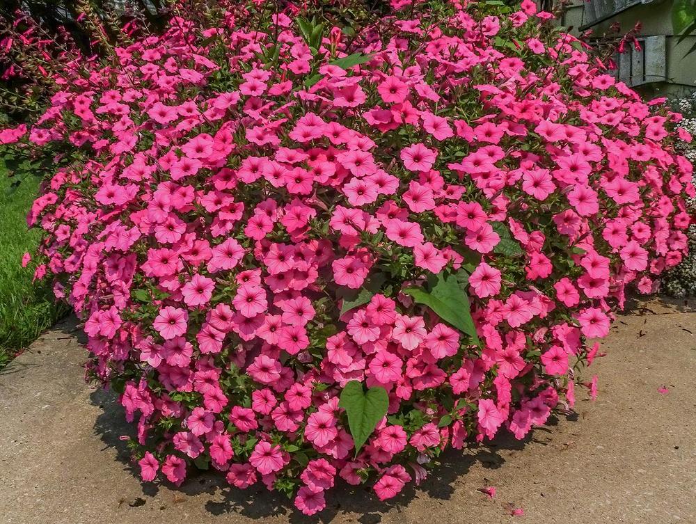 Photo of Multiflora Spreading/Trailing Petunia (Petunia Supertunia® Vista Bubblegum) uploaded by Murky