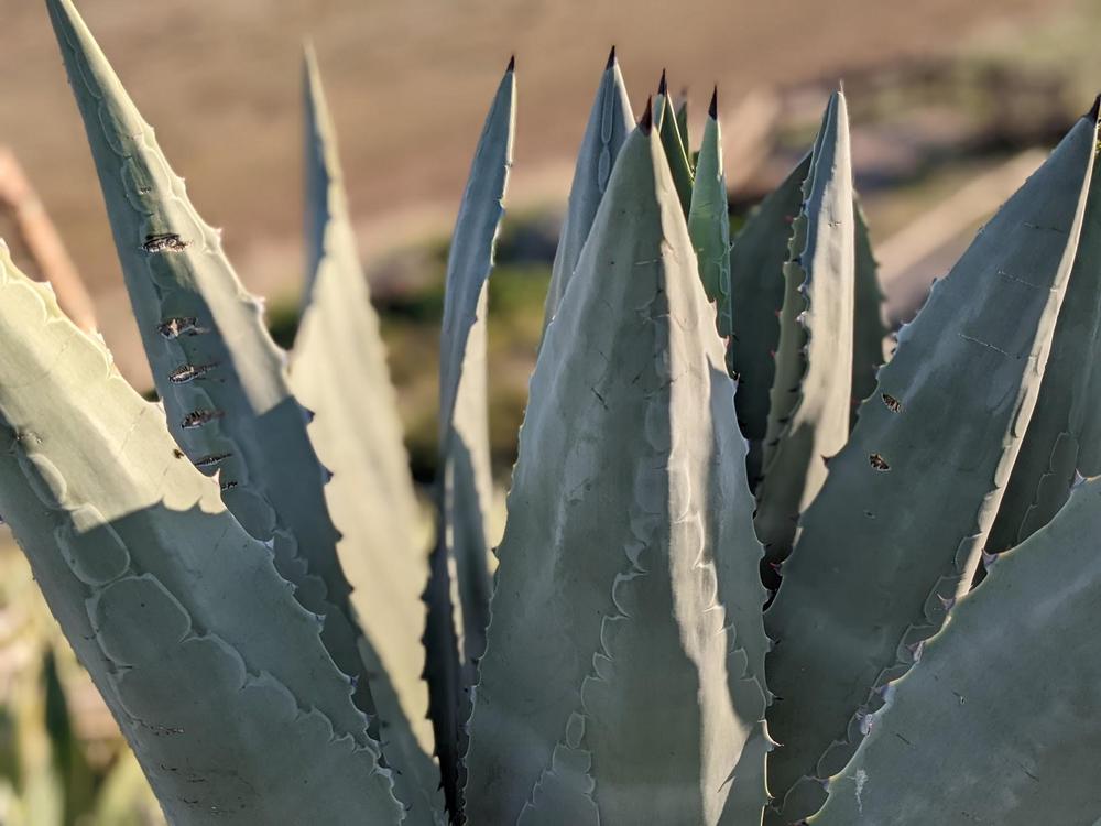 Photo of Agaves (Agave) uploaded by Aeonium2003