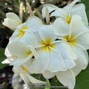This is a very slowing plumeria. I’ve had mine for a few years 