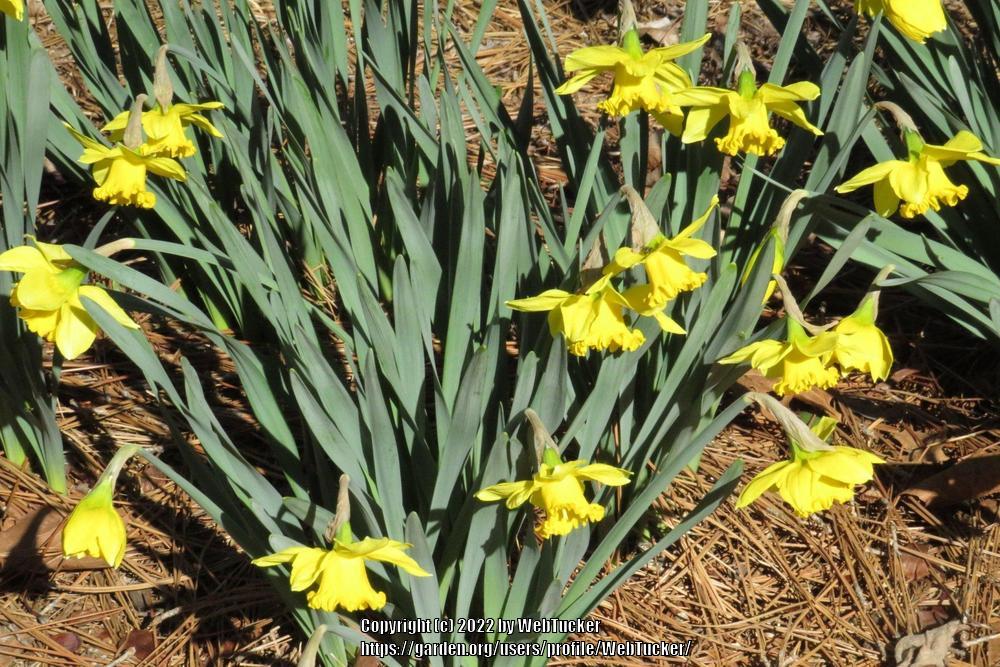 Photo of Daffodils (Narcissus) uploaded by WebTucker
