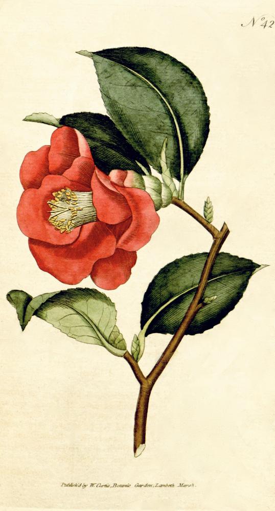 Photo of Japanese Camellia (Camellia japonica) uploaded by scvirginia