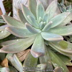 Location: Tampa, Florida
Date: 2022-02-04
One of my favorite succulent, easy to propagate.