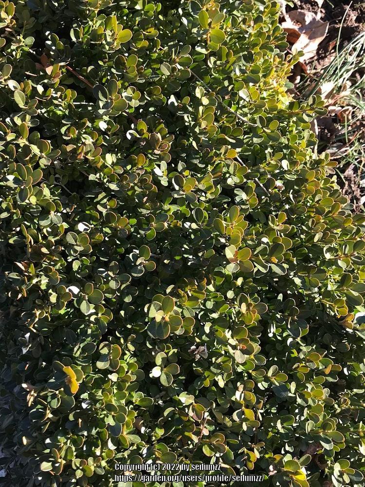 Photo of Dwarf English Boxwood (Buxus sempervirens 'Suffruticosa') uploaded by sedumzz