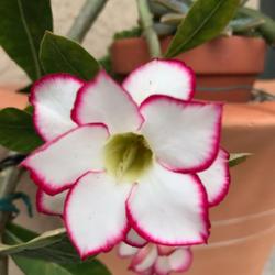 Location: Tampa, Florida
Date: 2022-03-01
Hello March bloom from my desert rose.