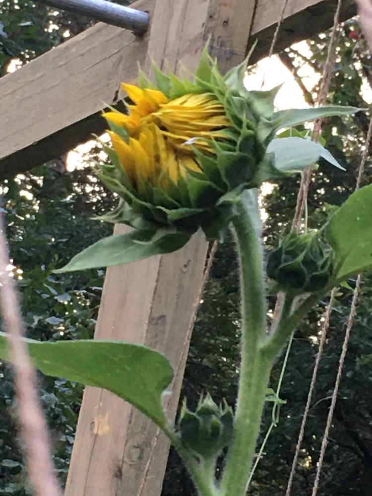Photo of Sunflowers (Helianthus annuus) uploaded by antsinmypants