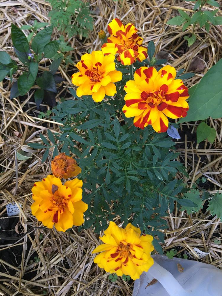 Photo of Marigold (Tagetes) uploaded by antsinmypants