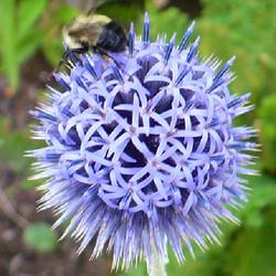 Location: Nora's Garden - Castlegar, B.C.
Date: 2014-07-19
- #Pollination - Nature is incredible!