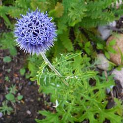 Location: Nora's Garden - Castlegar, B.C.
Date: 2014-07-19
- An unusual flower form.